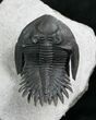 Superbly Prepared Mrakibina Trilobite - Flying Pose #7886-6